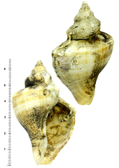 Neptunea cumingii
