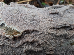 Phlebia rufa