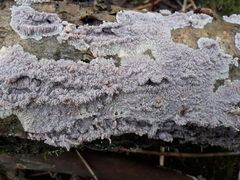 Phlebia rufa