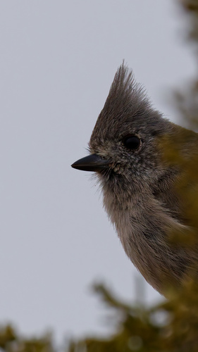 Juniper Titmouse (Baeolophus ridgwayi), photo 4