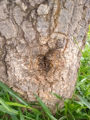 Oxytrigona tataira
