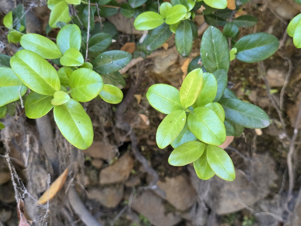 Legrandia concinna; photograph (c) Cesar Ormazabal, some rights reserved (CC BY)