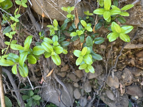 Legrandia concinna, photograph 1