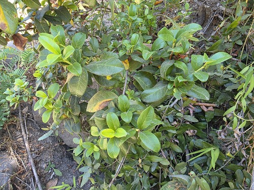 Legrandia concinna, photograph 2