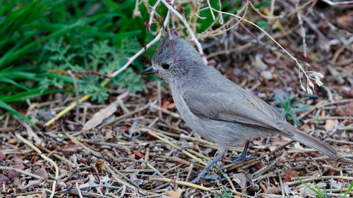 Juniper Titmouse (Baeolophus ridgwayi), photo 5