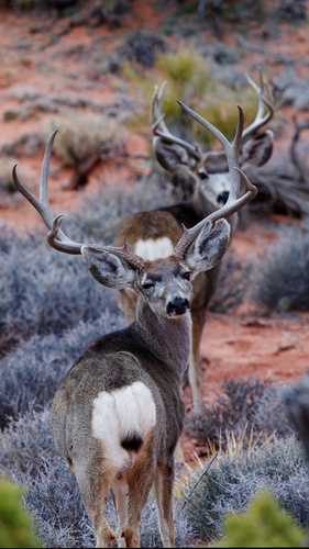 Mule Deer photographed in Utah