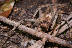 Heteropoda boiei