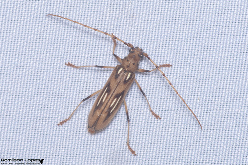 Uncieburia nigricans