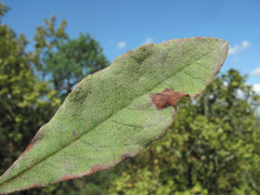 Erysiphe azaleae