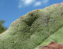 Erysiphe azaleae