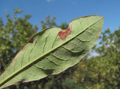 Erysiphe azaleae