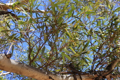 Eucalyptus gracilis