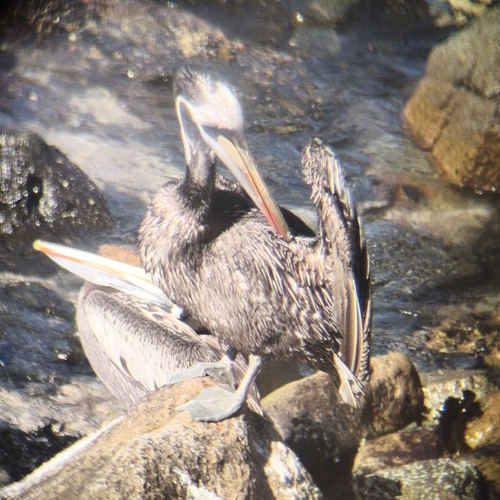 Peruvian Pelican (Pelecanus thagus), photo 8