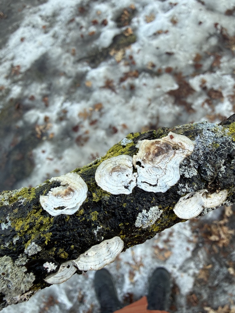 Trametes conchifer · February 2026 · photo: © tanner-lichens-shrooms (iNaturalist, cc-by)