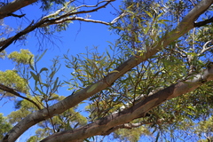 Eucalyptus gracilis