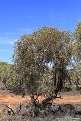 Eucalyptus socialis