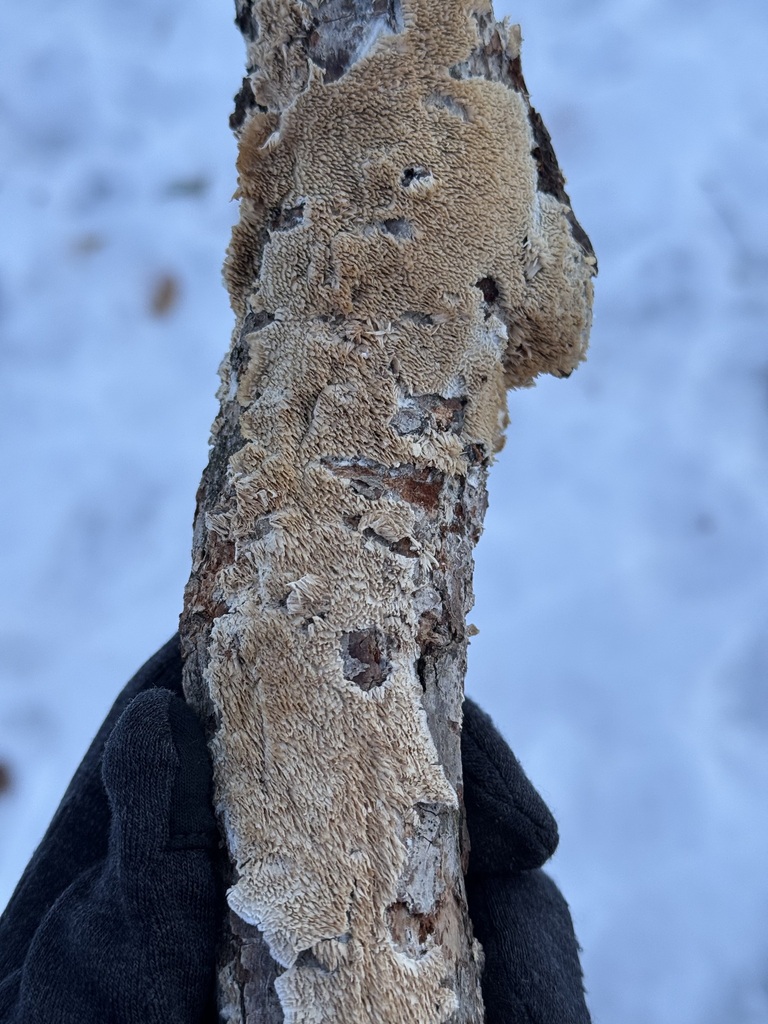 Irpex lacteus · February 2026 · photo: © tanner-lichens-shrooms (iNaturalist, cc-by)