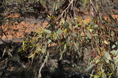 Eucalyptus socialis