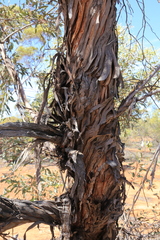 Eucalyptus socialis