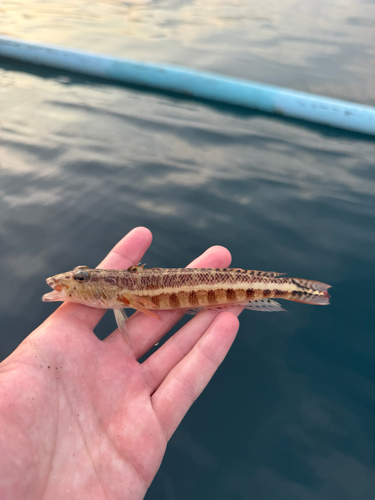 Grubfish (Parapercis xanthozona) — Pinguipedidae — 2
