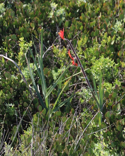 Tall Rat-tail Bobbejaantjie (Babiana hirsuta)