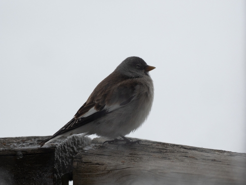 White-winged Snowfinch (Montifringilla nivalis), photo 3