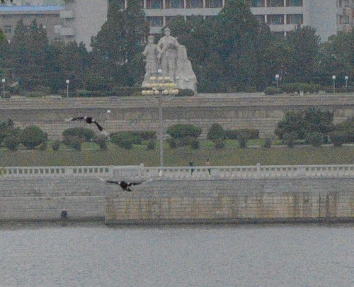 Oriental Magpie, Pyongyang, North Korea, photo 7 of 10