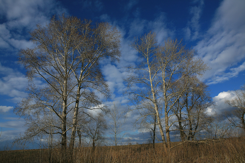 Populus suaveolens iNat (1)