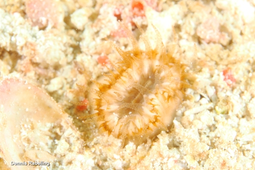 Heteropsammia cochlea observed 2026-01-20