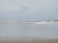 Charadrius marginatus arenaceus