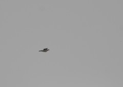 Streptopelia orientalis