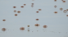 Charadrius marginatus arenaceus