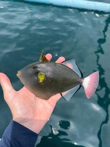 Pinktail Triggerfish — seen at this dive site