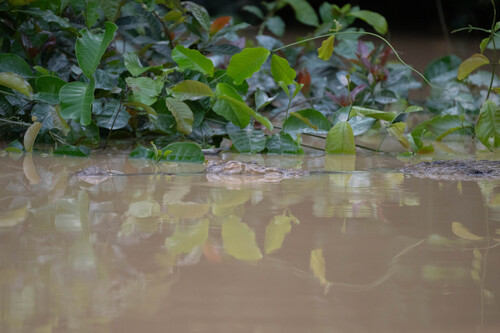 West African slender-snouted crocodile