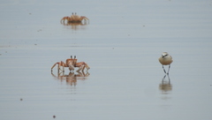 Charadrius marginatus arenaceus