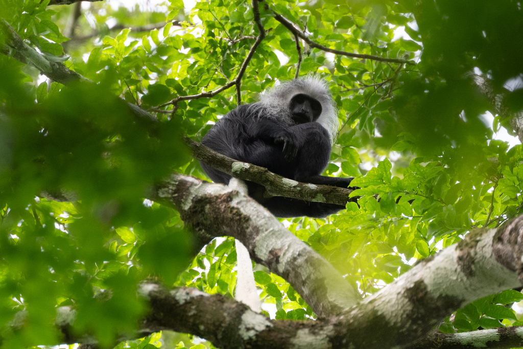 King Colobus