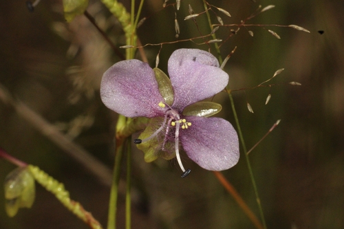Large Dewflower (Murdannia simplex)