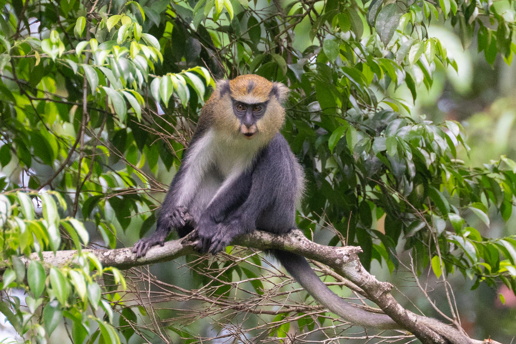 Campbell's Monkey