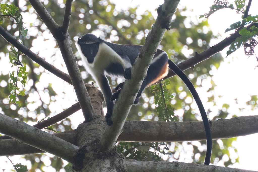 Diana Monkey