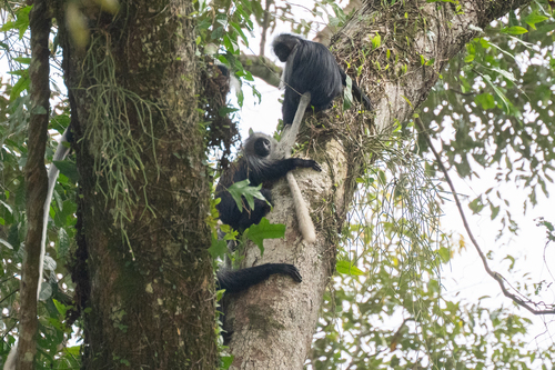 King Colobus