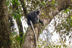 King Colobus photo 2