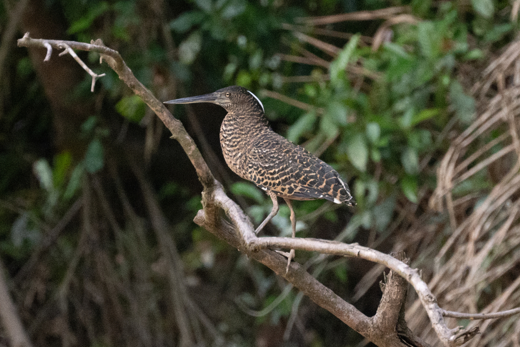 Tigriornis