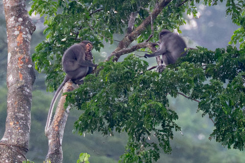 Smoky Mangabey