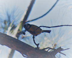 Cyanistes teneriffae hedwigae