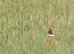 Phasianus colchicus karpowi