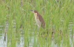 Ixobrychus eurhythmus