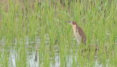 Ixobrychus eurhythmus