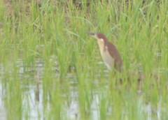 Ixobrychus eurhythmus