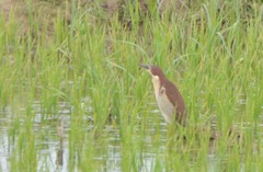 Ixobrychus eurhythmus