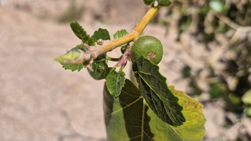 Punjab Fig (Ficus palmata)